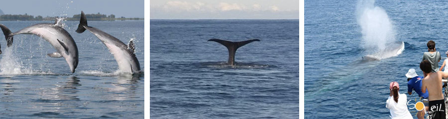 whale watching liguria grecia