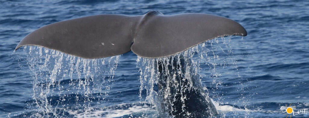 come avvistare i cetacei nel mar ligure