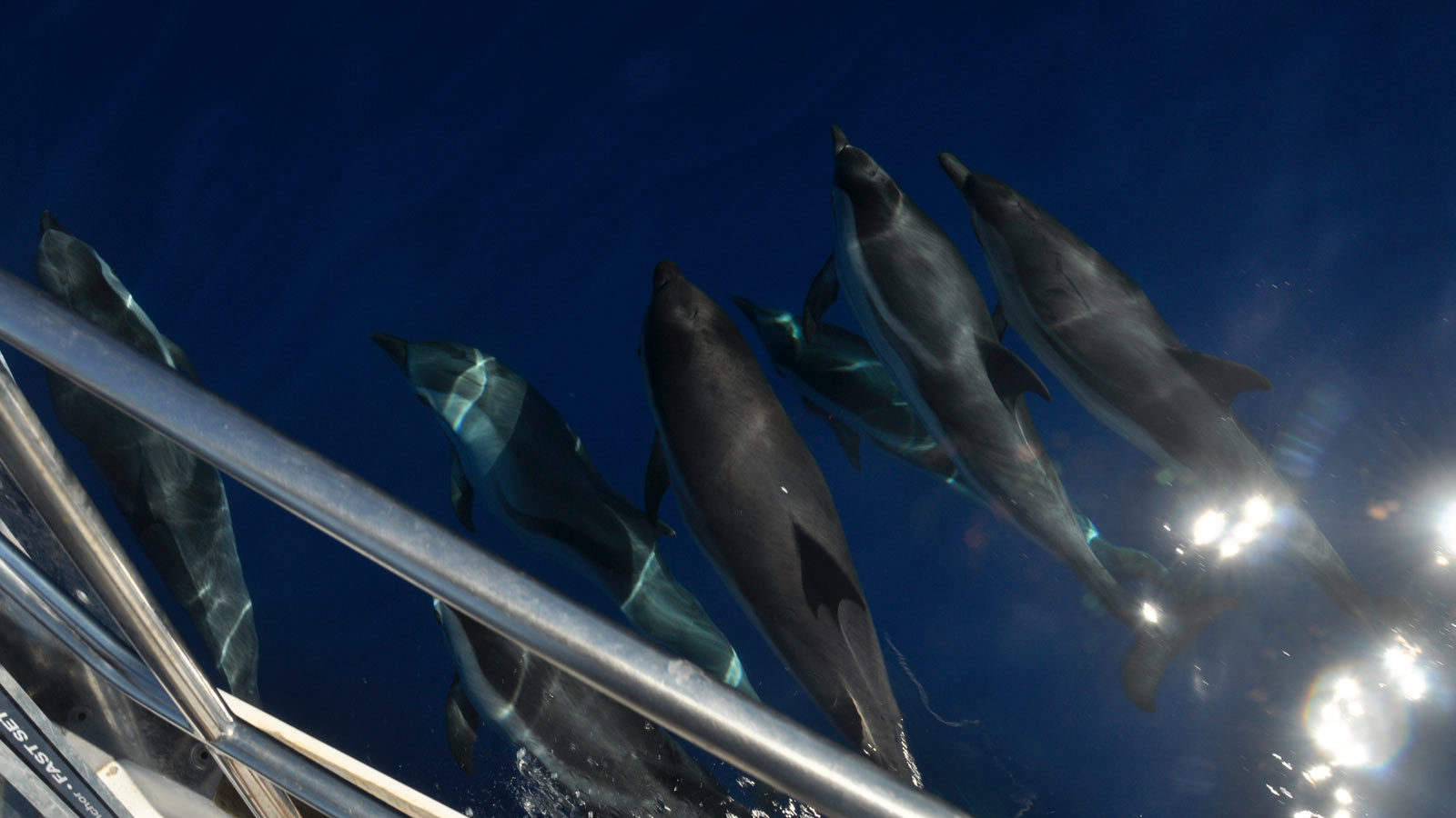 ponte di ognissanti in barca a vela